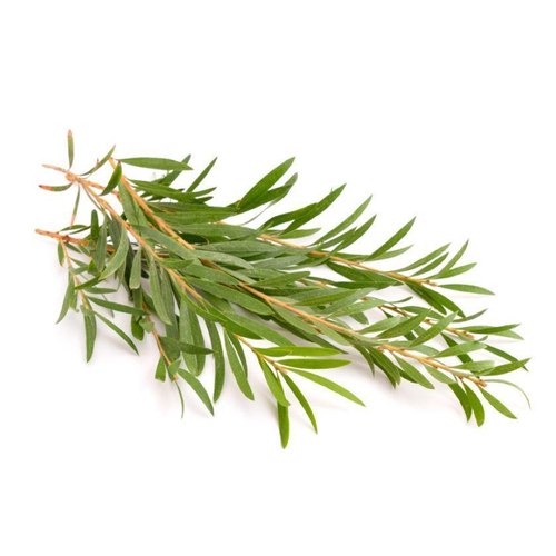 EMES Pure Essential Oils - Tea Tree
